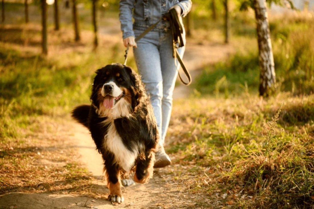 Percorsi e aree pet-friendly a Calella de Mar e dintorni