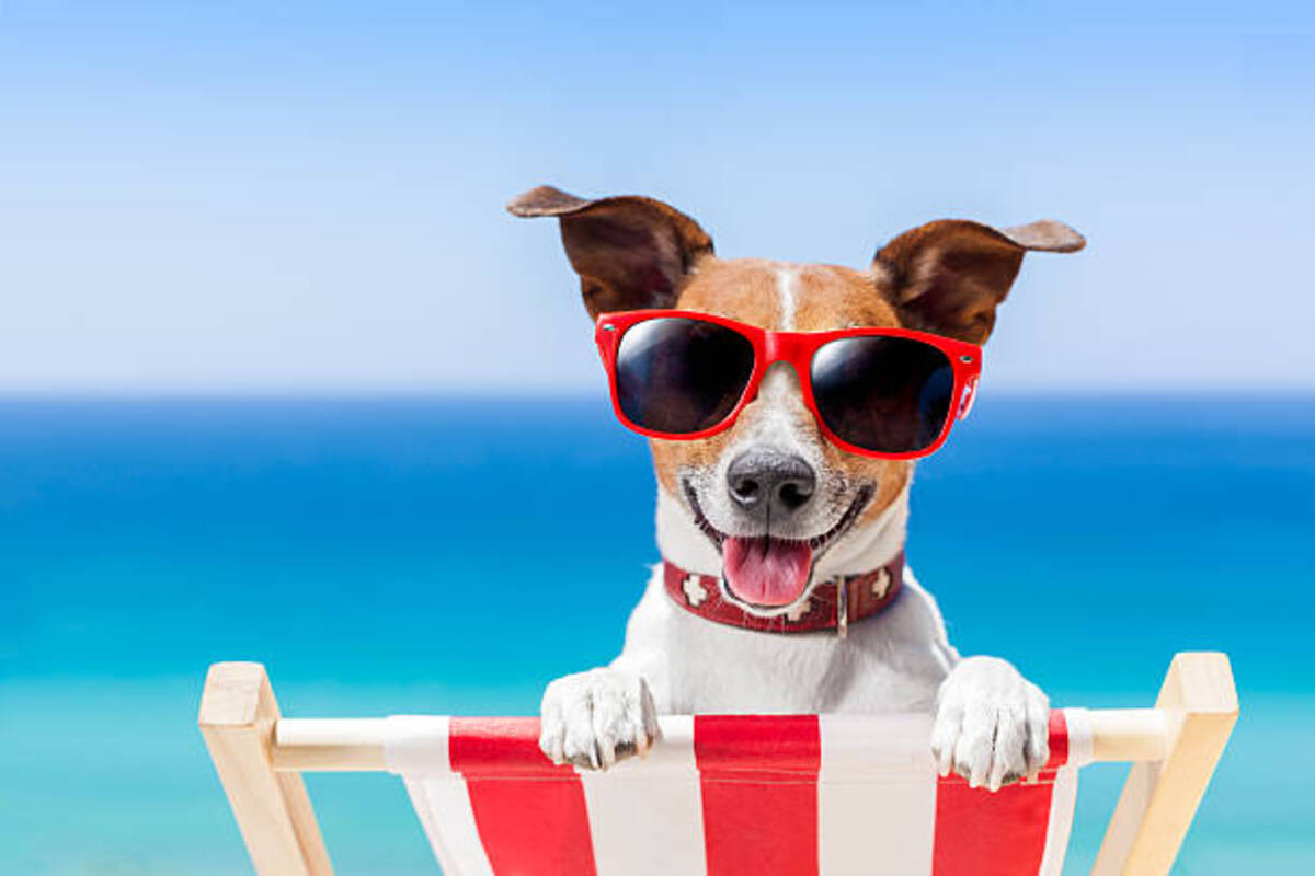 Travel with your Pet to the Sea